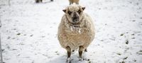 Schaf im Schnee - Entspannung und Landleben bei der Badewahl in bad und zimmer concept